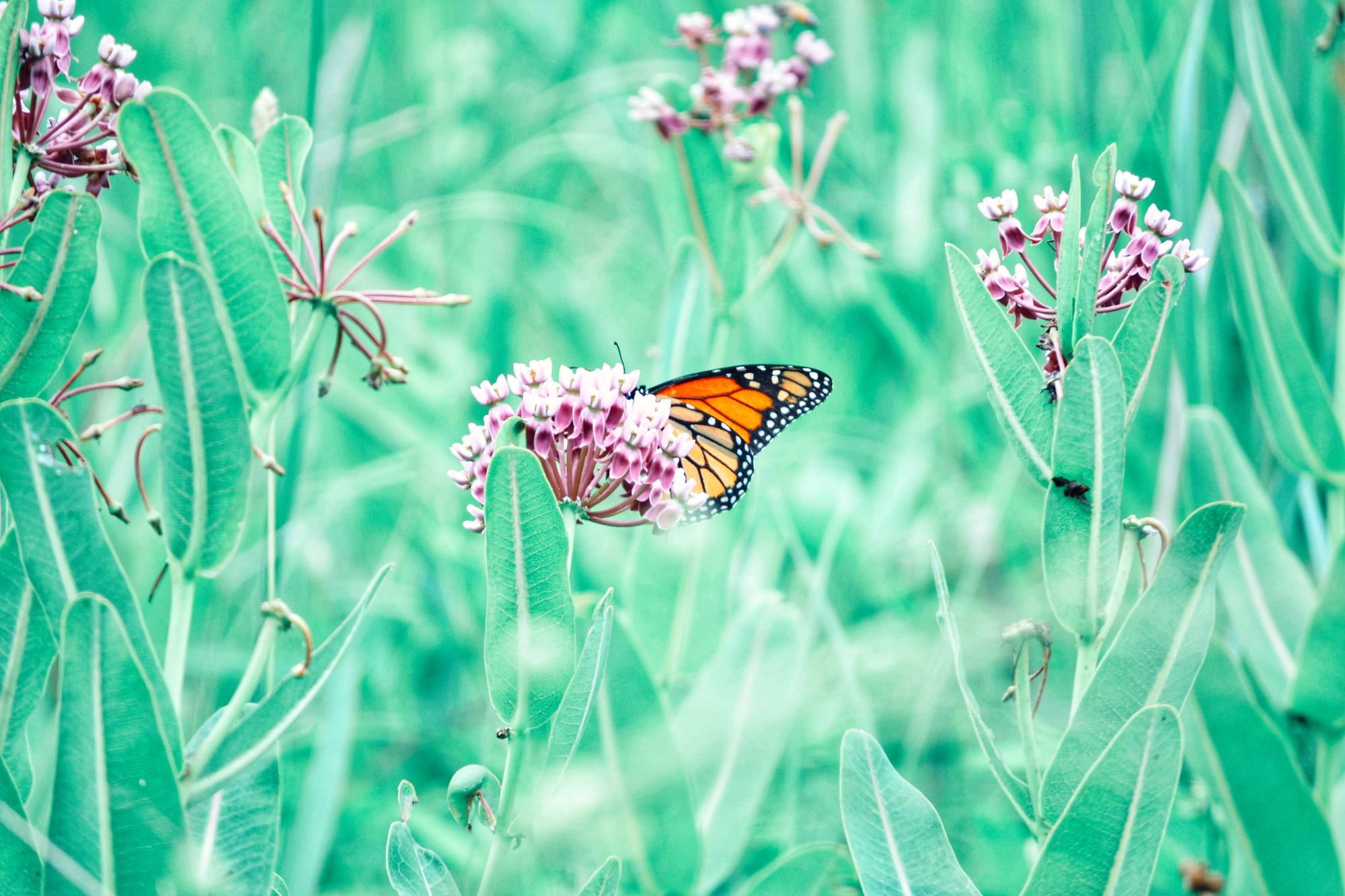 A monarch butterfly feeding on pink milkweed flowers.